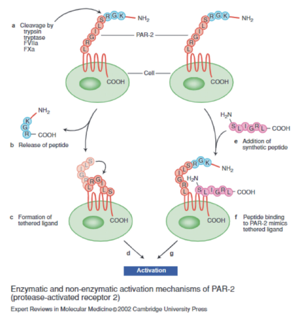 그림 1. PAR-2 활성화 기전 ⓒ피부장벽학회/이승헌, 이상은, 안성구, 홍승필 외 4명 저, 여문각, 198페이지 / https://studylib.net/doc/8647816/enzymatic-and-non-enzymatic-activation-mechanisms-of-p-ar