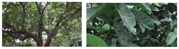 그림 1. 장군나무(학명: Syzygium formosum(Wall.) Masam) ⓒ카보엑스퍼트