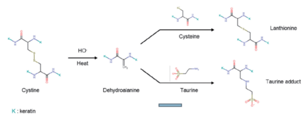 그림 3. 디하이드로알라닌 중간체로부터 란티오닌(lanthionine)과 타우린(taurine) 생성 메커니즘