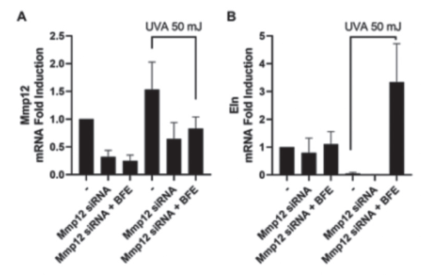 그림 3. Effects of Mmp12 on Elastin expression. Expression of (A)Mmp12 gene (B)Eln gene in the Mmp12 Knockdown condition of the UVA applied model. Data are shown as the mean ± S.D. of three experiments