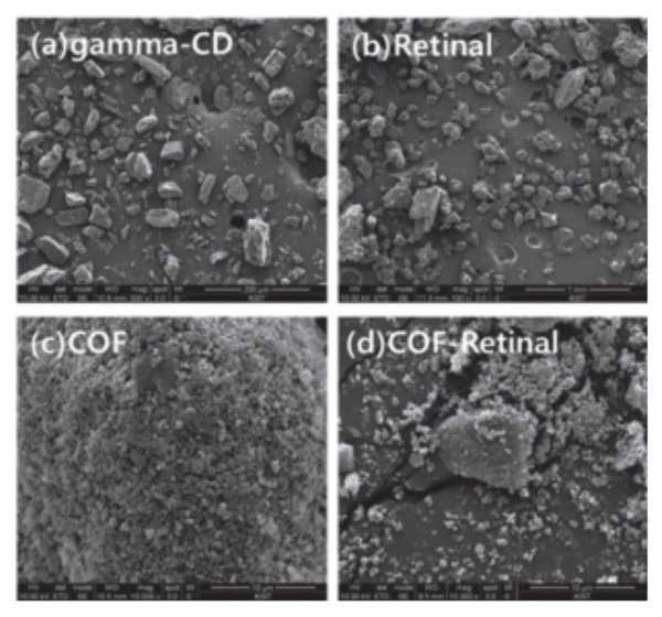 그림 1. SEM images of COFs; (a)gamma-cyclodextrin, (b)retinal, (c)COF, (d)COF-Retinal