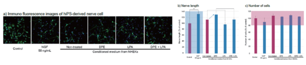 그림 7. DPE 노출 및 LPA 처리 유무에 따른 hiPS 유도된 신경세포의 면역 형광 염색 (a. 각 조건에 따른 hiPS 유도된 신경 세포 b,c 세포 수)