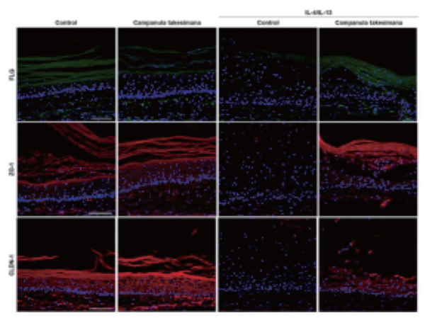 그림 2. 인공피부모델에서 섬초롱꽃 캘러스추출물에 의한 필라그린, 오클루딘, 클라우딘의 단백질 발현 변화를 확인한 결과.