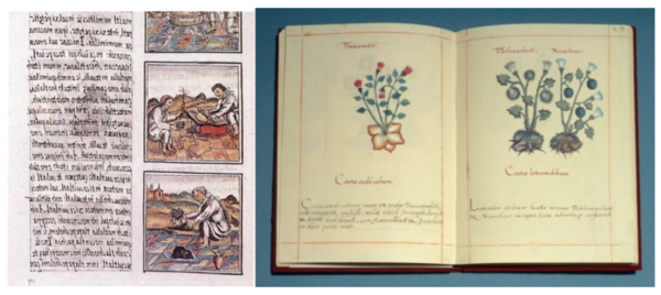 그림 1. Florentine codex와 badianus codex