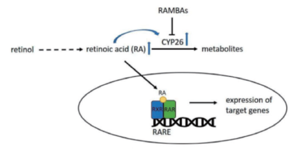 그림 6. Metabolism of retinoic acid and the function of CYP26 inhibitors
