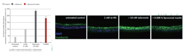 그림 8. Reinforcement of the RA-induced effect on protein abundance of involucrin