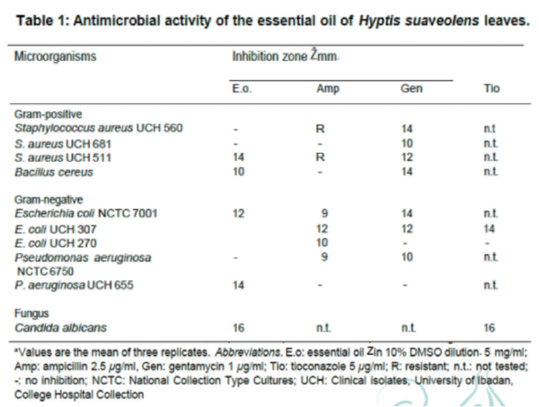 표 2. Hyptis suaveolens의 antimicrobial activity
