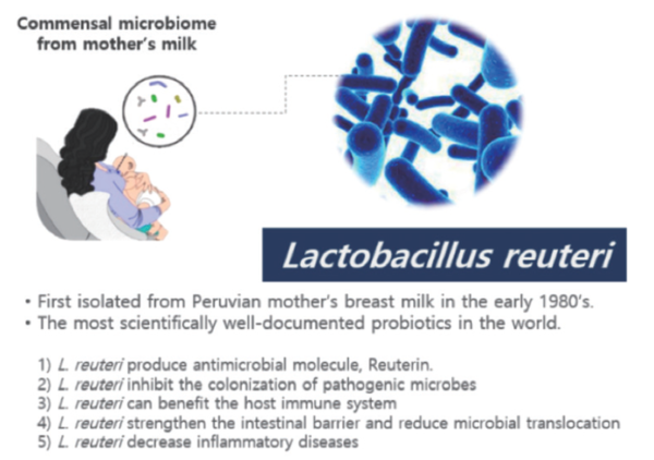 그림 1. Lactobacillus reuteri와 Reuterin. Lactobacillus reuteri는 인간의 모유에서 유래된 유산균으로 항균 물질인 Reuterin을 생산하여 다양한 미생물의 생육을 억제할 뿐만 아니라 면역 및 장 건강을 증진시키고 염증반응을 감소시키는 효과도 있는 것으로 보고되었다. ⓒ코오롱