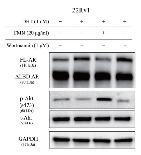 그림 2. FMN이 남성호르몬 수용체를 조절하는 세부 메커니즘 규명(Akt phosphorylation mediated)