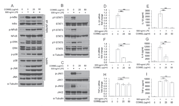 그림 2. Kwon, Yong-Jin, et al. "Chamaecyparis obtusa (Siebold & Zucc.) Endl. leaf extracts prevent inflammatoryresponses via inhibition of the JAK/STAT axis in RAW264. 7 cells." Journal of Ethnopharmacology 282 (2022): 114493.