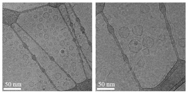 그림 3. Cryo-TEM images of Exosome-Liposome hybrid obtained by membrane fusion and high-pressure microfluidization techniques