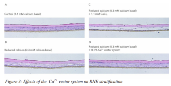 그림 4. Effects of the Ca2+ vector system on RHE stratification
