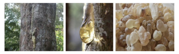 사진 왼쪽부터 때죽나무, 때죽나무 분비수액, 안식향