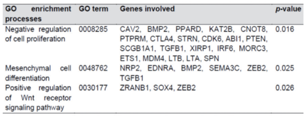 표 2. 세포 증식 및 분화와 관련된 생물학적 과정에 대한 유전자 존재(GO) 농축 분석