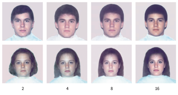 Langlois와 Roggman(1990)의 사진들. 아래 숫자는 합성에 사용된 원본 얼굴의 개수를 의미한다.사용된 사진의 개수가 많아질수록 결과물이 더 매력적으로 보인다.