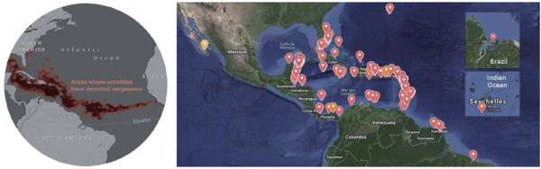 카리브 해안의 생태계의 문제로 야기된 ‘Sargassum Belt’ 지도