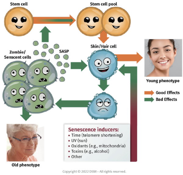그림 3. 피부노화에 있어서 노화세포와 SASP의 개념과 정상세포, 줄기세포, 노화 표현형에서의 역학관계 ⒸDSM
