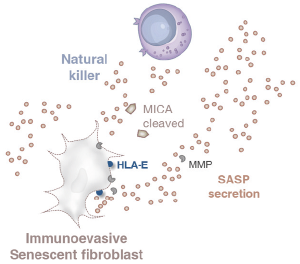 그림 5. 노화 섬유아세포의 면역 회피 전략