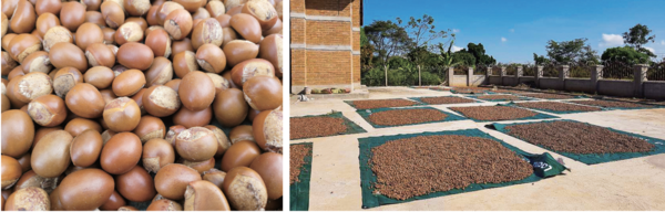 시어나무 씨앗(사진 왼쪽)과 우간다 공장 시어건조 과정 Ⓒ위드보타닉