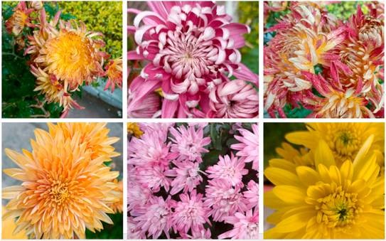 그림 2. 국화는 일반적으로 색깔이 있는 꽃(보라색, 흰색, 노란색 등)과 갈라진 잎이 있는 다년생 식물이다 ⒸPhytochemicals, therapeutic benefits and applications of chrysanthemum flower: A review 2023, Pubmed Central
