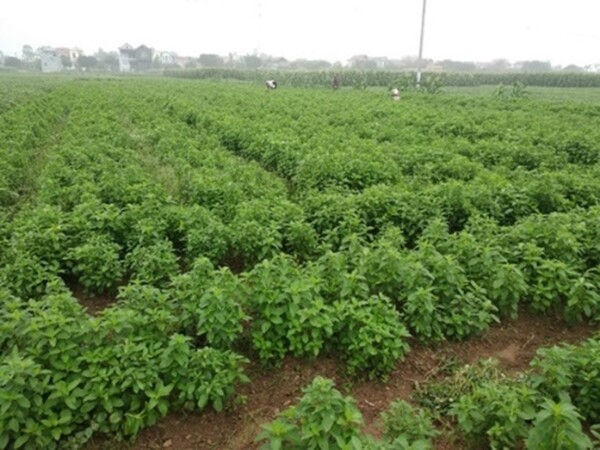 그림 8. 베트남 박닌의 옥수수 민트 생산지 Ⓒsokhcn.ninhbinh.gov.vn