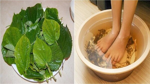 그림 3. 파이퍼 로롯 잎수에 발을 담그는 것은 고대 베트남 사람들이 전수한 관절염 치료 비법이다. Ⓒ langnghetrongdoitam.com