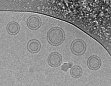 그림 2. TEM Image of L-CD MOF(NMN) ⓒH&A파마켐